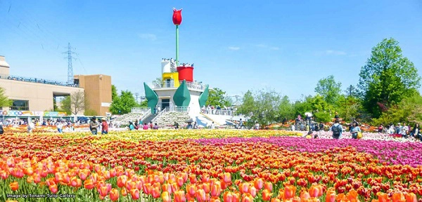cung-dien-hoa-tulip-ruc-ro-o-nhat-ban-ivivu-8
