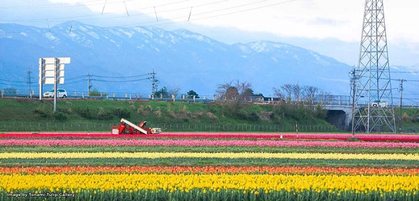 cung-dien-hoa-tulip-ruc-ro-o-nhat-ban-ivivu-9
