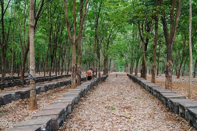 Cao su tại các nông trường ở huyện Ia Grai, tỉnh Gia Lai vào mùa thay lá cách đây gần một tháng. Trên đường dẫn vào thác Mơ, du khách sẽ bắt gặp hàng trăm chiếc thùng gỗ được người dân xếp đều tăm tắp như những hàng cao su cao vút.  "Cây cao su thay lá cũng là lúc vụ thu hoạch mật ong bắt đầu. Cuống lá cao su vào thời điểm này cho rất nhiều mật", một người nuôi ong có kinh nghiệm hơn 10 năm cho biết.