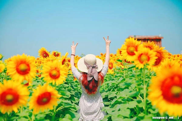 Đến với Taebaek mùa hè, bạn còn có thể hòa mình vào không gian vàng rực của những cánh đồng hoa hướng dương ngút ngàn. Tùy theo điều kiện thời tiết từng năm mà lễ hội hoa hướng dương ở đây được tổ chức khác nhau, nhưng nhìn chung là khoảng cuối tháng 7 đến đầu tháng 8. Du khách sẽ mua vé vào cửa sau đó tha hồ tạo dáng chụp ảnh, vui chơi, tham gia các hoạt động ngoài trời... Đến với Taebaek mùa hè, bạn còn có thể hòa mình vào không gian vàng rực của những cánh đồng hoa hướng dương ngút ngàn. Tùy theo điều kiện thời tiết từng năm mà lễ hội hoa hướng dương ở đây được tổ chức khác nhau, nhưng nhìn chung là khoảng cuối tháng 7 đến đầu tháng 8. Du khách sẽ mua vé vào cửa sau đó tha hồ tạo dáng chụp ảnh, vui chơi, tham gia các hoạt động ngoài trời...