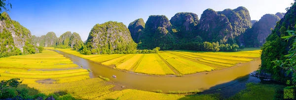 Lúa chín vàng ở Tam Cốc. Ảnh: NQA - OngBom Lúa chín vàng ở Tam Cốc. Ảnh: NQA - OngBom