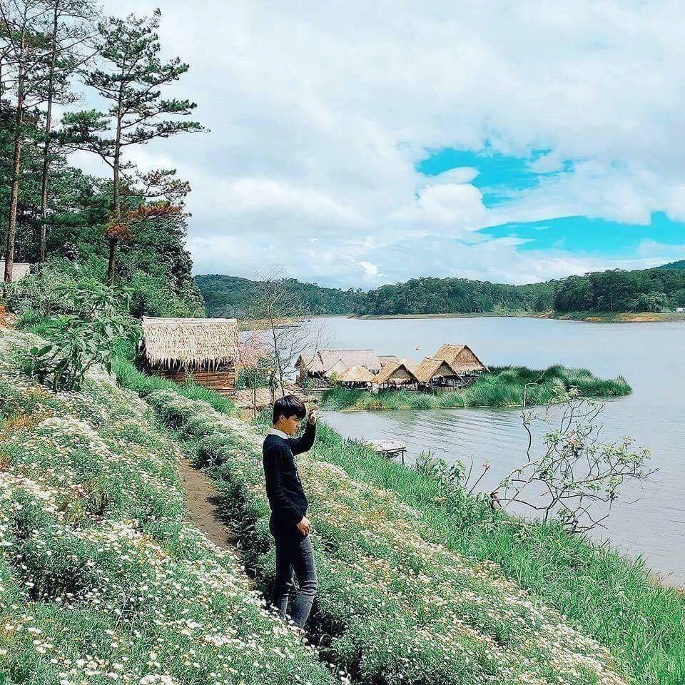 Hình ảnh cúc họa mi tại Happy Hill Đà Lạt