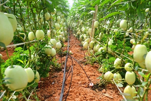 tour-vuon-tuoc-co-mot-khong-hai-o-da-lat-ivivu-3