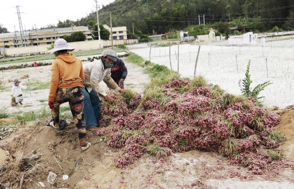 Mỗi năm hai vụ, tháng 8 là giai đoạn cuối của mùa hành trước cách đó 3 tháng. Thời điểm này, nông dân trên đảo vừa thu hoạch vừa bắt đầu làm đất để tái gieo trồng cho vụ sau.
