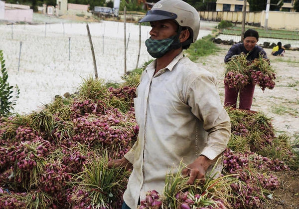 Loại nông sản được ví như "ngọc tím" bởi chúng giúp người dân có được khoảng thu nhập không nhỏ.