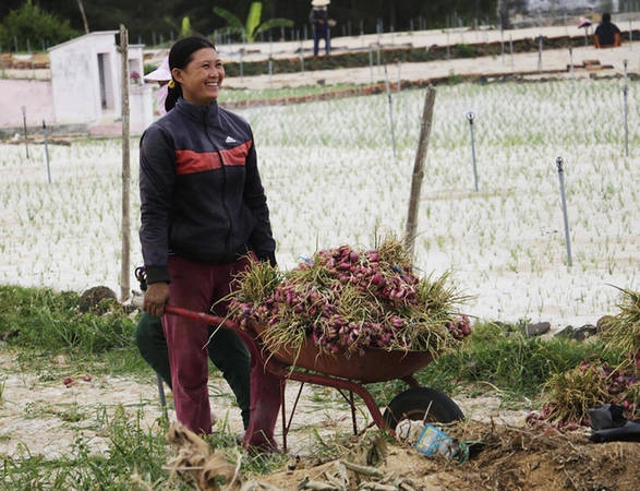 Ước tính cứ mỗi ha gieo trồng, nông dân thu hoạch được khoảng 6 tấn củ hành, giá bán cho thương lái khoảng 20.000 đồng/kg hành tươi. Sau khi mua, thương lái sẽ chuyên chở về đất liền, phơi khô và bán với giá cao hơn nhiều lần.
