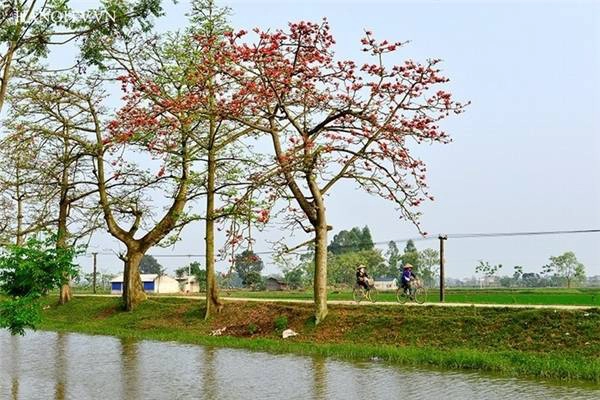 chi-diem-teen-ha-thanh-3-diem-chup-hoa-gao-dep-ngat-ngay-mua-nay-ivivu-11