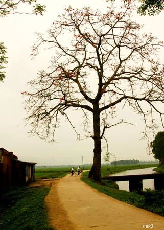 Nơi đây từng xuất hiện trong bộ phim Mùa hoa gạo ven sông. (Ảnh: Internet)