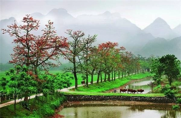 chi-diem-teen-ha-thanh-3-diem-chup-hoa-gao-dep-ngat-ngay-mua-nay-ivivu-14
