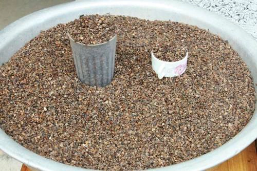 Hạt tam giác mạch được bày bán nhiều ở Đồng Văn, đây là nguyên liệu làm bánh hoặc bán cho du khách mang về xuôi trồng làm cảnh