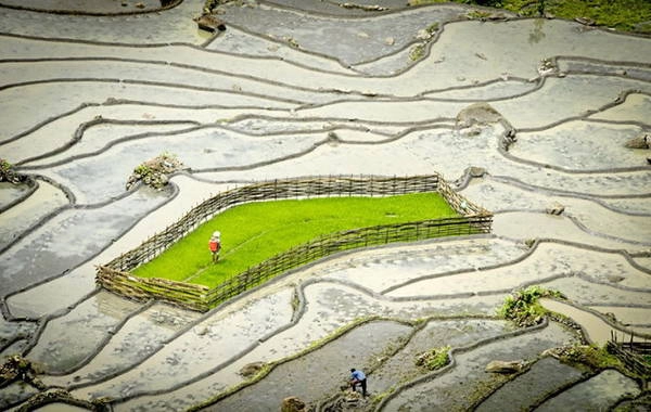 Mạ đã chuẩn bị xong chuẩn bị cho một vụ cấy Mạ đã chuẩn bị xong chuẩn bị cho một vụ cấy