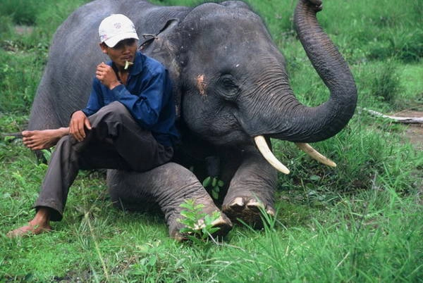 Phút nghỉ ngơi của nài voi Y Mứt và voi Thoong Khăm - Ảnh: Niimura Yoko Phút nghỉ ngơi của nài voi Y Mứt và voi Thoong Khăm - Ảnh: Niimura Yoko