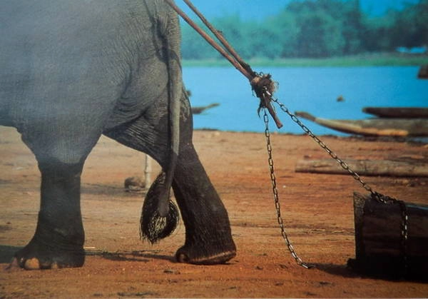 Voi nhà là sức lao động quý giá và có mối quan hệ ruột thịt gắn bó với từng nhà - Ảnh: Niimura Yoko Voi nhà là sức lao động quý giá và có mối quan hệ ruột thịt gắn bó với từng nhà - Ảnh: Niimura Yoko