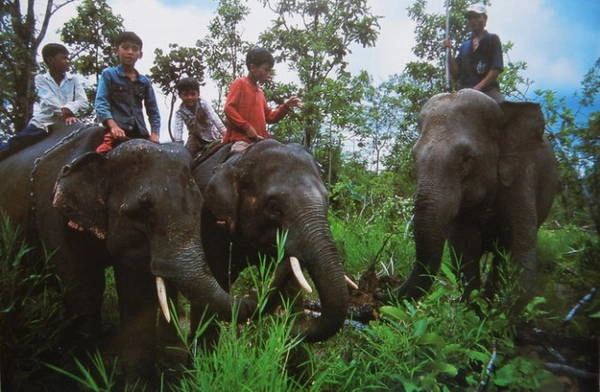 Hai chú voi con Thoong Khăm và Thoong Ngân cùng mẹ nuôi là Y Kung (góc phải) lên nương để làm sạch cỏ, cây dại - Ảnh: Niiimura Yoko Hai chú voi con Thoong Khăm và Thoong Ngân cùng mẹ nuôi là Y Kung (góc phải) lên nương để làm sạch cỏ, cây dại - Ảnh: Niiimura Yoko