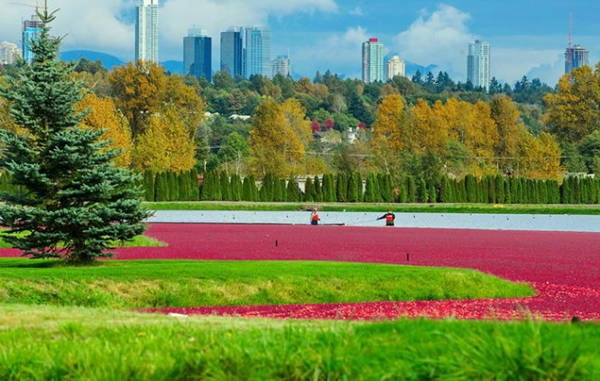 Thời gian thu hoạch việt quất ở Richmond, British Columbia hơn một tháng - Ảnh: sputniknews Thời gian thu hoạch việt quất ở Richmond, British Columbia hơn một tháng - Ảnh: sputniknews