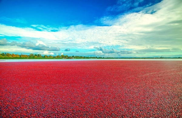 Những trái việt quất chín mọng bao phủ một vùng đầm phá - Ảnh: bielousov. Những trái việt quất chín mọng bao phủ một vùng đầm phá - Ảnh: bielousov.