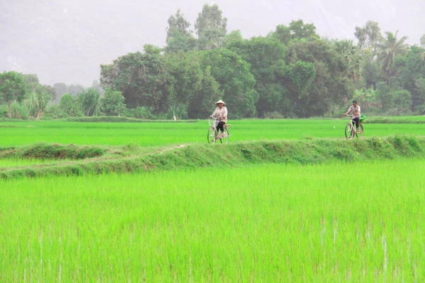 Hai người dân nối đuôi đạp xe trên cánh đồng chiều gợi vẻ đẹp buồn man mác