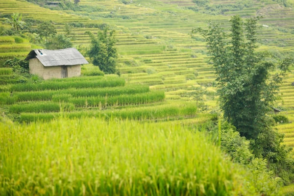 Một ngôi nhà vách đất nằm trên nương lúa ở Ngải Thầu - Ảnh: Tiến Thành