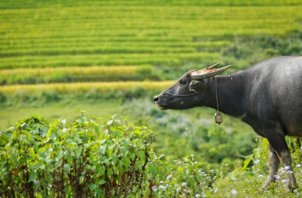 Một chú trâu bắt gặp trên đường đi Y Tý - Ảnh: Tiến Thành