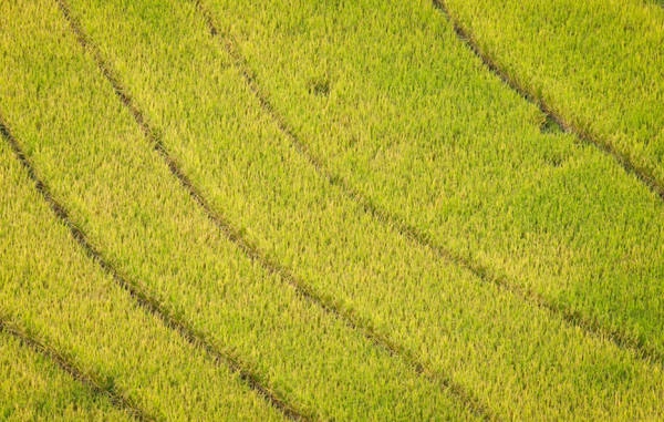 Những chân ruộng bậc thang tạo hình đẹp mắt - Ảnh: Tiến Thành