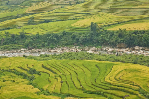 Những ruộng lúa bậc thang chín vàng như mật ong - Ảnh: Tiến Thành