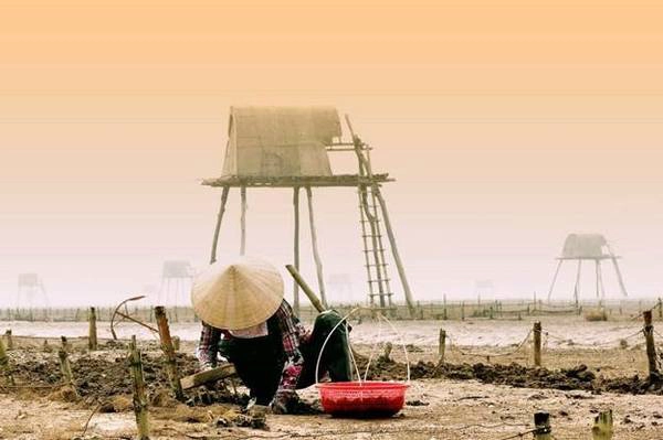 Người dân đi thu hoạch ngao. Người dân đi thu hoạch ngao.