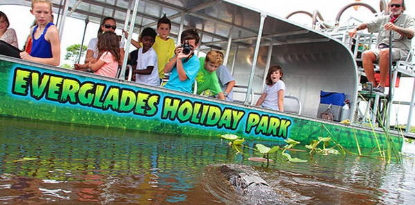 Du khách nhí tiếp cận cá sấu hoang dã ở Everglades Holiday park - Ảnh: evergladesholidaypark Du khách nhí tiếp cận cá sấu hoang dã ở Everglades Holiday park - Ảnh: evergladesholidaypark