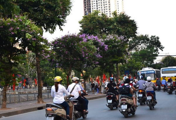 Bằng Lăng trồng theo dãy phố - Ảnh: Phạm Tô Chiêm Bằng Lăng trồng theo dãy phố - Ảnh: Phạm Tô Chiêm