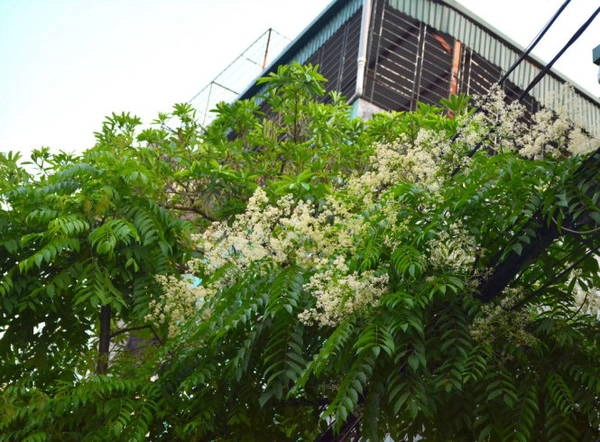 Dâu da xoan - Ảnh: Phạm Tô Chiêm Dâu da xoan - Ảnh: Phạm Tô Chiêm