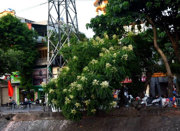 Điểm tô cho phố - Ảnh: Phạm Tô Chiêm Điểm tô cho phố - Ảnh: Phạm Tô Chiêm