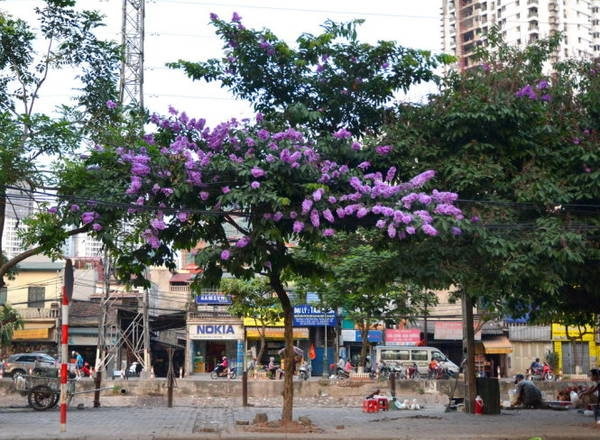 Bằng lăng phía nam thành phố - Ảnh: Phạm Tô Chiêm Bằng lăng phía nam thành phố - Ảnh: Phạm Tô Chiêm