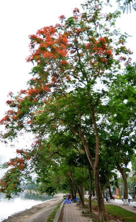 Nổi bật trên nền cây xanh - Ảnh: Phạm Tô Chiêm Nổi bật trên nền cây xanh - Ảnh: Phạm Tô Chiêm