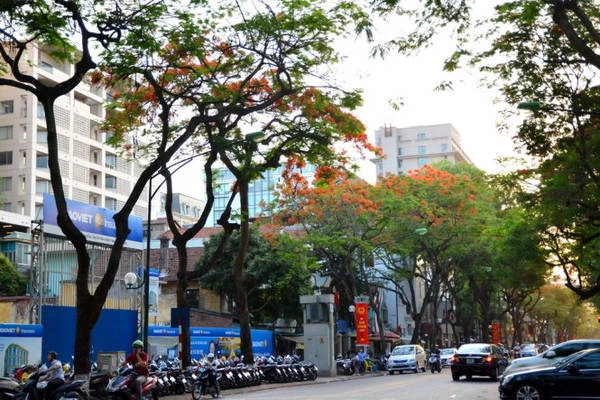 Phượng trên phố Lý Thường Kiệt - Ảnh: Phạm Tô Chiêm Phượng trên phố Lý Thường Kiệt - Ảnh: Phạm Tô Chiêm