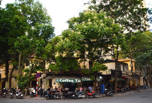 Cây dâu da xoan đầu phố Hàng Chuối - Ảnh: Phạm Tô Chiêm Cây dâu da xoan đầu phố Hàng Chuối - Ảnh: Phạm Tô Chiêm