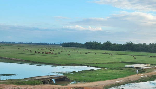 Đàn trâu bò hàng chục con thong thả gặm cỏ ven đê - Ảnh: Hà Bi Đàn trâu bò hàng chục con thong thả gặm cỏ ven đê - Ảnh: Hà Bi