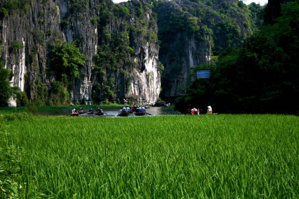 Dòng Ngô Đồng bên cánh đồng lúa xanh - Ảnh: Minh Đức Dòng Ngô Đồng bên cánh đồng lúa xanh - Ảnh: Minh Đức