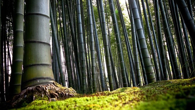 “Một cảm giác lạ” là yếu tố tiếp theo thu hút du khách tìm đến rừng tre Arashiyama. Chris Rowthorn, tác giả cuốn cẩm nang Lonely Planet Kyoto, nhận xét: “Có lẽ bạn đã nhìn thấy nhiều bức ảnh về rừng tre Arashiyama, nhưng không có hình nào có thể ghi lại cảm giác khi đứng ở đây”. Ảnh: Gustavo Barrera.