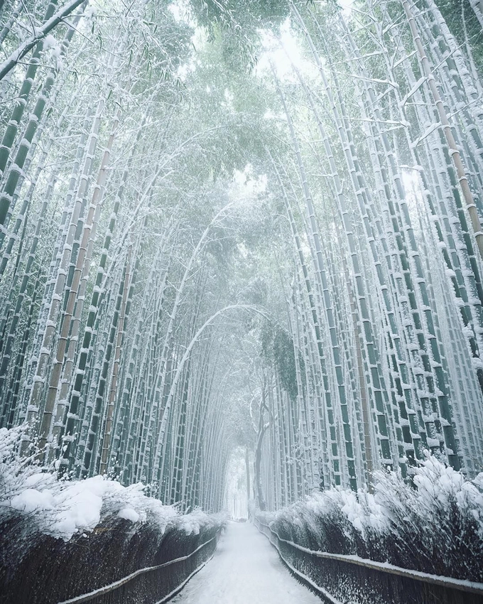 Mùa du lịch cao điểm ở Arashiyama vào khoảng đầu tháng 4 và nửa cuối tháng 11 hàng năm, tương ứng với thời điểm hoa anh đào đua nở và sắc lá chuyển màu rực rỡ trong tiết trời thu. Một điểm nữa khiến nơi đây trở nên đặc biệt với cả người dân Nhật Bản và du khách nước ngoài là vẻ đẹp thay đổi theo mùa. Burcu, blogger du lịch, thừa nhận rằng cô đã cảm thấy “ghen tị với việc mọi người được nhìn thấy rừng tre Arashiyama phủ trắng tuyết trong mùa đông”. Ảnh: mantaroq.