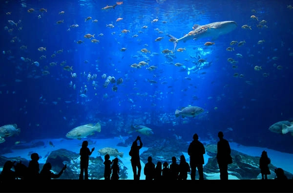 Tham quan hệ thống thủy cung lớn nhất Việt Nam tại Vinpearl Land. Tham quan hệ thống thủy cung lớn nhất Việt Nam tại Vinpearl Land.