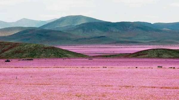 Hiện tượng El Nino đem lại những trận mưa khiến sa mạc Atacama biến thành cánh đồng hoa vào năm 2015 - Ảnh: 20minutes.fr
