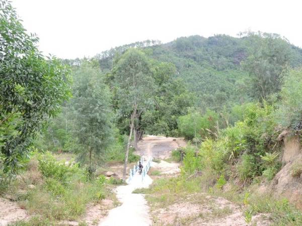 Những cánh rừng phi lao thơ mộng trong khu du lịch - Ảnh: T.Ly