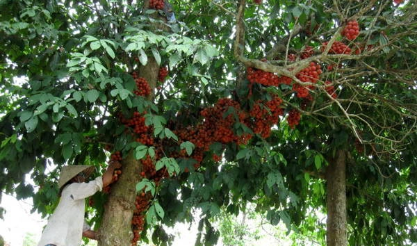 Cây dâu da với những chùm quả ửng đỏ - Ảnh: MINH KỲ Cây dâu da với những chùm quả ửng đỏ - Ảnh: MINH KỲ