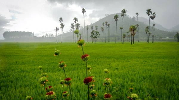 Cơn mưa đổ xuống cánh đồng lúa ở huyện Krông Bông, Đắk Lắk - Ảnh: TIẾN THÀNH Cơn mưa đổ xuống cánh đồng lúa ở huyện Krông Bông, Đắk Lắk - Ảnh: TIẾN THÀNH