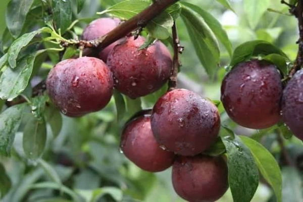 Mận hậu tươi ngon, căng mọng, đặc sản của cao nguyên Mộc Châu - Ảnh: Huyền Trần Mận hậu tươi ngon, căng mọng, đặc sản của cao nguyên Mộc Châu - Ảnh: Huyền Trần