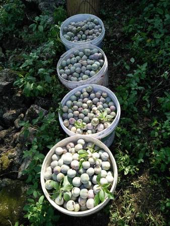 Những thùng mận vừa được thu hoạch ngay tại vườn - Ảnh: Huyền Trần Những thùng mận vừa được thu hoạch ngay tại vườn - Ảnh: Huyền Trần