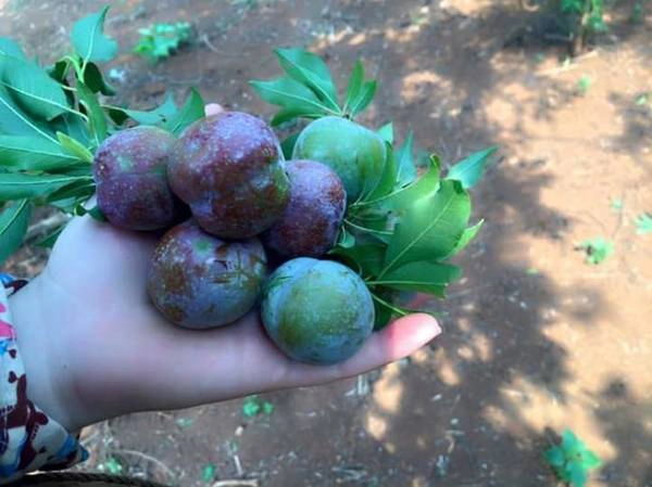 Mận vừa trẩy xong vẫn phủ một lớp phấn trắng, còn nguyên cuống và lá - Ảnh: Huyền Trần Mận vừa trẩy xong vẫn phủ một lớp phấn trắng, còn nguyên cuống và lá - Ảnh: Huyền Trần
