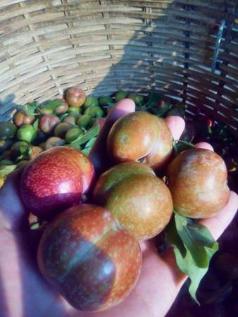 Mận Mộc Châu tròn vo đều tăm tắp, quả chín đỏ mọng- Ảnh: Huyền Mận Mộc Châu tròn vo đều tăm tắp, quả chín đỏ mọng- Ảnh: Huyền