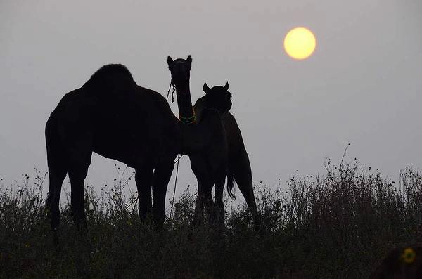 Tôi đã mong có mùi, hỗn loạn ồn ào, nhưng tại Hội chợ Pushkar Camel ở Ấn Độ tôi bị mê hoặc bởi những cảm giác yên tĩnh và bình tĩnh như Mặt trời mọc trên sa mạc và những con lạc đà và những người chăn nuôi của họ thức dậy. Ảnh: Anna Johnston