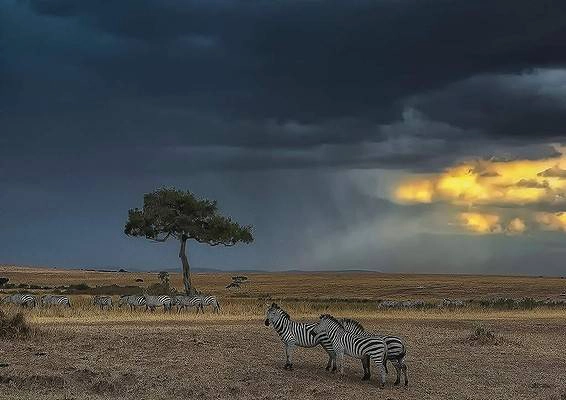 Trước khi đi đến châu Phi, tôi đã có một tầm nhìn trong tâm trí của tôi như những gì savanna ở châu Phi sẽ như thế nào. Khi tôi đi qua cảnh này trong Masai Mara của một đàn ngựa vằn lặng lẽ gặm cỏ với một cây keo làm nền và mặt trời phá vỡ thông qua những đám mây, đó là nó. Hoàn hảo. Ảnh: Harley Rustin