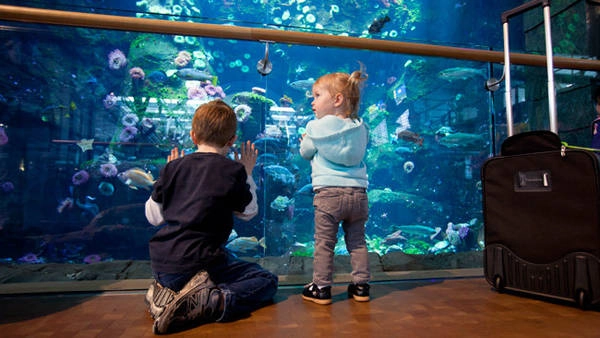 Hành khách nhí mê mẩn trước hồ cá ở sân bay Vancouver, Canada - Ảnh: La Presse Hành khách nhí mê mẩn trước hồ cá ở sân bay Vancouver, Canada - Ảnh: La Presse